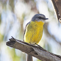 yellow-robin1308