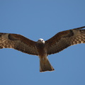 Square-tailed Kite IMG_0694.jpg