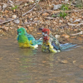 Parrots-bathing-IMG_2648.jpg