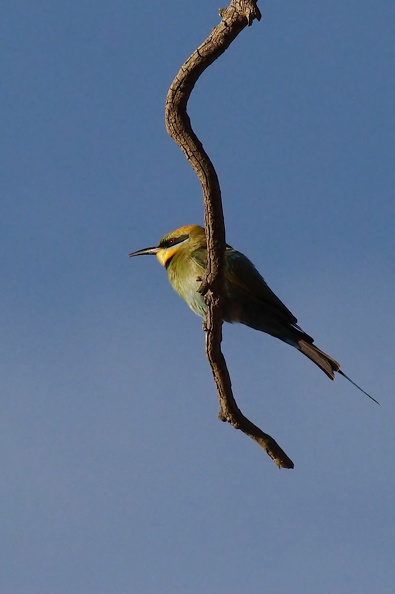 Rainbow-Bee-eater-IMG_8063.jpg