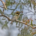Rainbow-bee-eater-IMG 7888