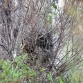 White-browed-Babbler-nest-IMG 2832 DxO